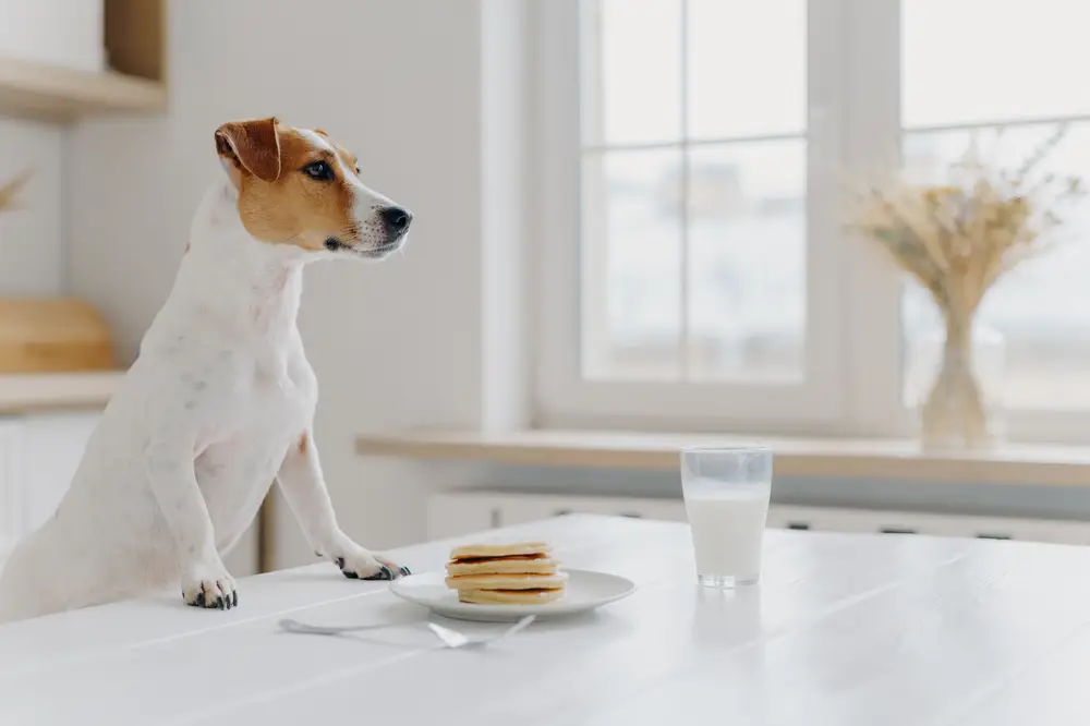 Perro con comida equilibrada - dieta para perros
